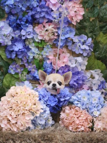 20250607momoちゃん